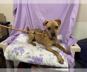 Chinese Shar-Pei-Unknown Mix Dogs for adoption in Modesto, CA, USA