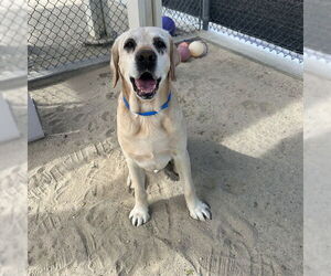 Labrador Retriever Dogs for adoption in Riverside, CA, USA