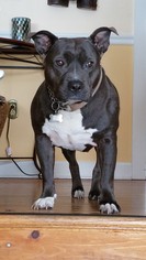 Medium Photo #1 American Pit Bull Terrier Puppy For Sale in Birdsboro, PA, USA
