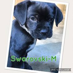 Medium Photo #1 Cocker Spaniel-Staffordshire Bull Terrier Mix Puppy For Sale in Anchorage, AK, USA