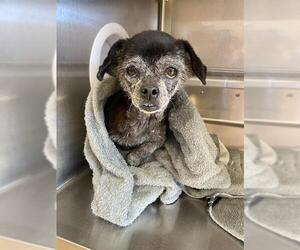 Chihuahua Dogs for adoption in Chula Vista, CA, USA