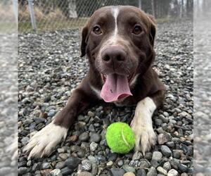 Labrador Retriever-Unknown Mix Dogs for adoption in Anchorage, AK, USA