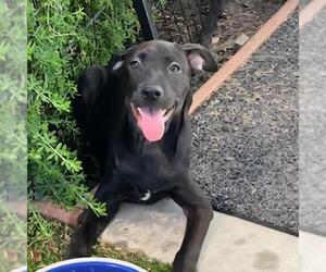 Labrador Retriever-Unknown Mix Dogs for adoption in San Diego, CA, USA