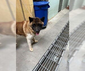 Akita-Unknown Mix Dogs for adoption in Stockton, CA, USA