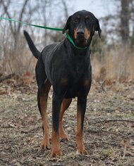 Doberman Pinscher Dogs for adoption in Silver Spring, MD, USA