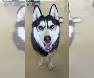 - Mix Dogs for adoption in Queen Creek, AZ, USA