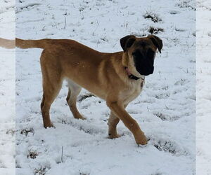 German Shepherd Dog Dogs for adoption in Seattle, WA, USA