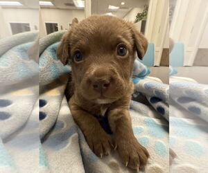 Mutt Dogs for adoption in New Orleans, LA, USA