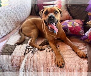 American Bulldog-Rottweiler Mix Dogs for adoption in San Jose, CA, USA