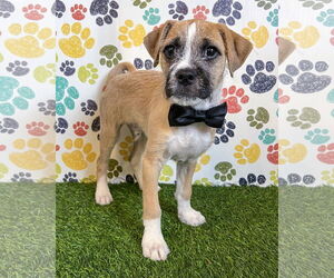 Pug-Unknown Mix Dogs for adoption in Corona, CA, USA