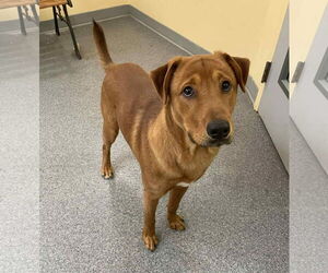 Chinese Shar-Pei-Unknown Mix Dogs for adoption in Low Moor, VA, USA