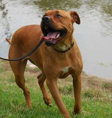 Bulloxer Dogs for adoption in Houston, TX, USA