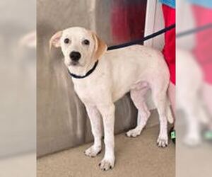 Pointer-Unknown Mix Dogs for adoption in Oskaloosa, IA, USA