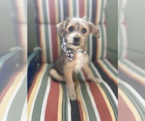 Miniature Schnauzer-Parson Russell Terrier Mix Dogs for adoption in Phoenix, AZ, USA