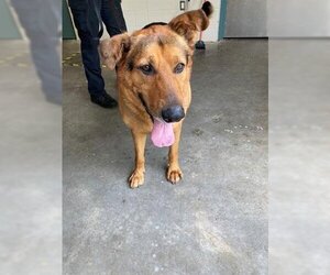 German Shepherd Dog Dogs for adoption in Newton, NC, USA