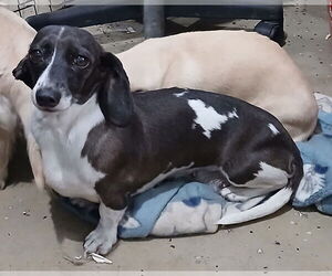 Dachshund Dogs for adoption in Sioux Falls, SD, USA