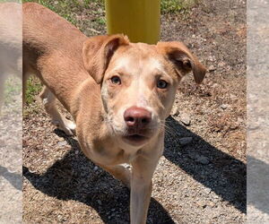 Mutt Dogs for adoption in Shelburne, VT, USA