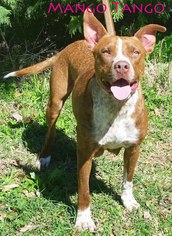 Small American Pit Bull Terrier-Staffordshire Bull Terrier Mix