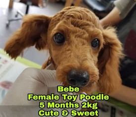 Medium Photo #1 Poodle (Toy) Puppy For Sale in Seattle, WA, USA