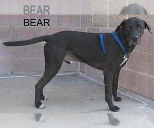 Great Dane-Labrador Retriever Mix Dogs for adoption in Longview, TX, USA