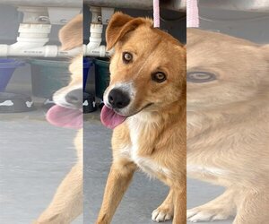 Australian Retriever Dogs for adoption in Pleasanton, TX, USA