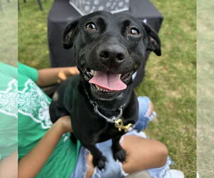 Mutt Dogs for adoption in Brooklyn Center, MN, USA