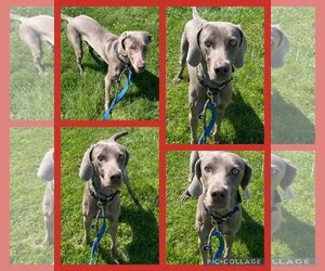 Weimaraner Dogs for adoption in Walnutport, PA, USA
