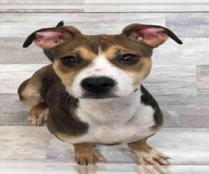 Boxador Dogs for adoption in Lufkin, TX, USA