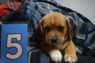 Corgi Basset Dogs for adoption in SHERBURNE, NY, USA