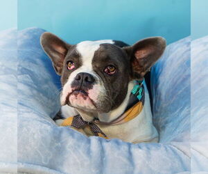 French Bulldog Dogs for adoption in Pasadena, CA, USA