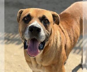 Mastiff-Unknown Mix Dogs for adoption in Bakersfield, CA, USA