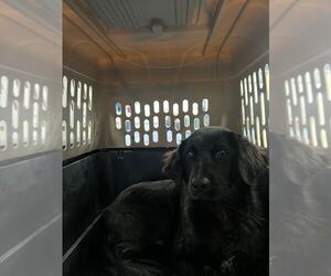 Mutt Dogs for adoption in Calgary, Alberta, Canada