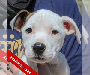 American Staffordshire Terrier-Boxer Mix Dogs for adoption in Huntley, IL, USA
