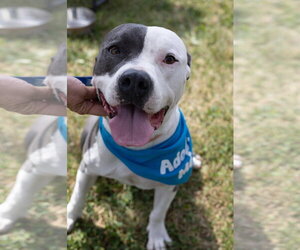 American Pit Bull Terrier-Unknown Mix Dogs for adoption in Oakhurst, NJ, USA