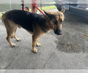 German Shepherd Dog Dogs for adoption in Houston, TX, USA