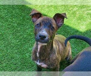 Labrador Retriever-Unknown Mix Dogs for adoption in Moreno Valley, CA, USA