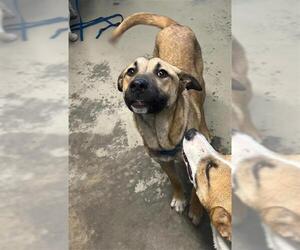 Black Mouth Cur-Dutch Shepherd Mix Dogs for adoption in Tallahassee, FL, USA