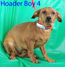 Chiweenie Dogs for adoption in Griffin, GA, USA