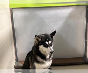 - Mix Dogs for adoption in Bakersfield, CA, USA