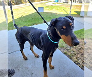 Doberman Pinscher Dogs for adoption in Long Beach, CA, USA