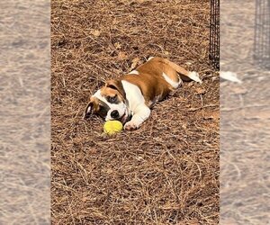 Basset Hound-Unknown Mix Dogs for adoption in Newnan, GA, USA