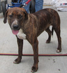 American Pit Bull Terrier-Mountain Cur Mix Dogs for adoption in Weatherford, OK, USA