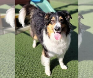 Border Collie Dogs for adoption in Highland, IL, USA