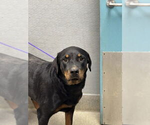Rottweiler-Unknown Mix Dogs for adoption in Las Vegas, NV, USA
