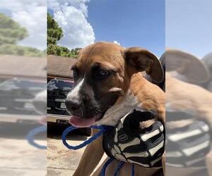 Labrador Retriever Dogs for adoption in Houston, TX, USA