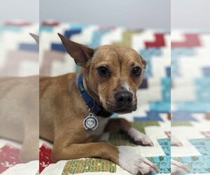 Chihuahua-Unknown Mix Dogs for adoption in Sanford, FL, USA