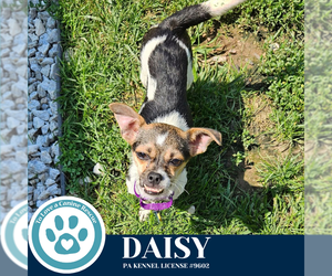 Chihuahua-Unknown Mix Dogs for adoption in Kimberton, PA, USA