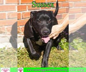 American Bulldog-Labrador Retriever Mix Dogs for adoption in Pensacola, FL, USA