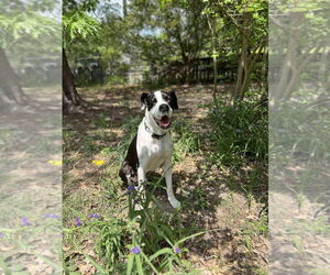 Boxer-Great Dane Mix Dogs for adoption in Bullard, TX, USA