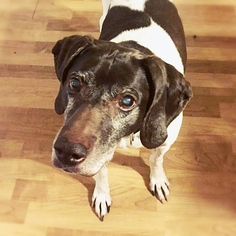 German Shorthaired Pointer Dogs for adoption in Rathdrum, ID, USA